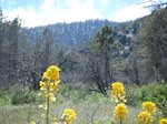 Wrightwood in Spring Seasonal Photos - WrightwoodCA.com