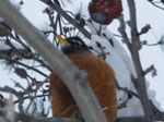 Wrightwood Wrightwood Wildlife - WrightwoodCA.com