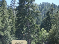 Apple Tree Campground - Wrightwood CA Camping