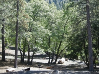 Campsites in Apple Tree Campground - Wrightwood CA Camping