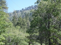 Mountain Oak Campground near Jackson Lake - Wrightwood CA Camping