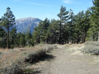 Pacific Crest Trail (PCT) near Blue Ridge Campground with Mt Baden Powell in background - Wrightwood CA Camping