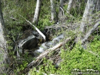 Creek in the Fish Fork area, on the Dawson Peak Trail - Wrightwood CA