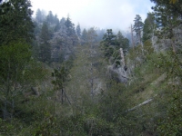 Mist in the Fish Fork area - Wrightwood CA