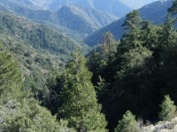 Looking down into Vicnent Gulch from Mt Baden Powell Trail - Wrightwood CA