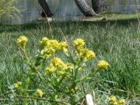 Spring flowers at Jackson Lake - Wrightwood CA