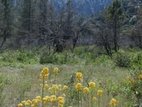 Flowers near the top of Lone Pine Canyon, looking up at Slover Canyon - Wrightwood CA