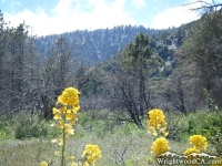 Spring time in Lone Pine Canyon, looking up toward Slover Canyon - Wrightwood CA