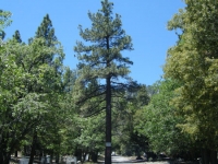 Pine Tree on Acorn Drive in Acorn Canyon - Wrightwood CA