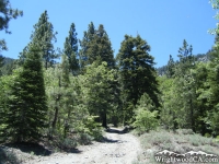 Path up Acorn Canyon - Wrightwood CA