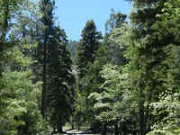 Trees in Acorn Canyon - Wrightwood CA