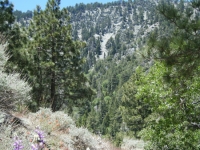 Flowers in Acorn Canyon - Wrightwood CA