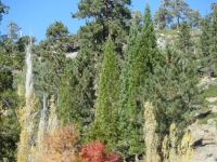 Trees next to Big Pines Visitors Center at the Big Pines Nature Trail head - Wrightwood CA Hiking