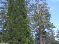 Trees on the Big Pines Nature Trail - Wrightwood CA Hiking