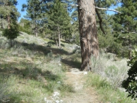 Big Pines Nature Trail - Wrightwood CA Hiking