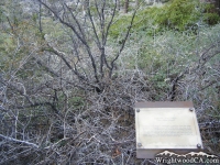 Big Pines Nature Trail - Wrightwood CA Hiking