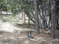 Bench on Big Pines Nature Trail - Wrightwood CA Hiking