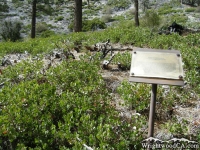 Big Pines Nature Trail - Wrightwood CA Hiking