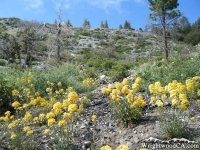 Big Pines Nature Trail - Wrightwood CA Hiking