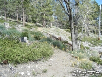 Big Pines Nature Trail - Wrightwood CA Hiking