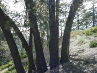 Big Pines Nature Trail - Wrightwood CA Hiking