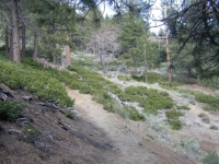 Big Pines Nature Trail - Wrightwood CA Hiking