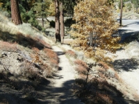 Blue Ridge Trail - Wrightwood CA Hiking