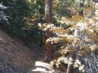 Blue Ridge Trail - Wrightwood CA Hiking