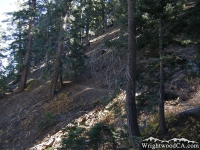 Blue Ridge Trail - Wrightwood CA Hiking