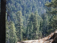 Blue Ridge Trail - Wrightwood CA Hiking