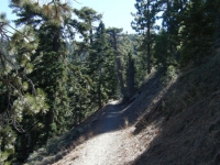 Blue Ridge Trail - Wrightwood CA Hiking