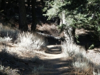 Blue Ridge Trail - Wrightwood CA Hiking