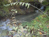 Creek on Prairie Fork Trail near Cabin Flat Campground - Wrightwood CA Hiking