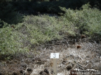 Trail Marker #3 on Table Mountain Nature Trail - Wrightwood CA Hiking