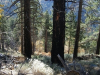 Trail Marker #5 on Table Mountain Nature Trail - Wrightwood CA Hiking