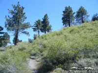 Lightning Ridge Trail - Wrightwood CA Hiking