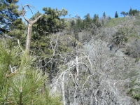 Trees on Lightning Ridge Trail - Wrightwood CA Hiking