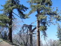 Lightning Ridge Trail - Wrightwood CA Hiking