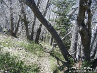 Lightning Ridge Trail - Wrightwood CA Hiking