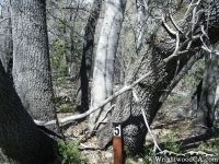 Trail Marker #5 on Lightning Ridge Trail - Wrightwood CA Hiking