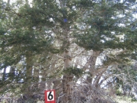 Trail Marking #6 on Lightning Ridge Trail - Wrightwood CA Hiking