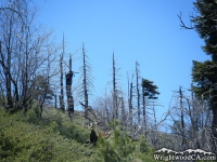 Dead trees on Lightning Ridge Trail - Wrightwood CA Hiking