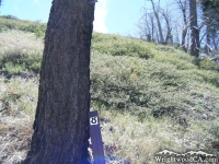 Trail Marker #8 on Lightning Ridge Trail - Wrightwood CA Hiking