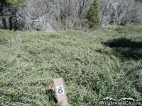 Another Trail Marker #8 on Lightning Ridge Trail - Wrightwood CA Hiking