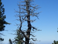 Large tree on Lightning Ridge Nature Trail - Wrightwood CA Hiking