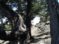 Trail Marker #9 on Lightning Ridge Nature Trail - Wrightwood CA Hiking