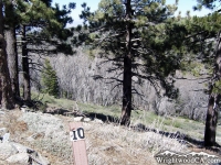 Trail Marker #10 on Lightning Ridge Nature Trail - Wrightwood CA Hiking