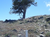 Trail Marker #13 on Lightning Ridge Nature Trail - Wrightwood CA Hiking