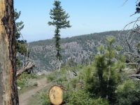 Pacific Crest Trail (PCT) just outside of Jackson Flat Group Campground - Wrightwood CA Hiking