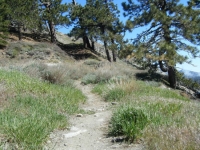 Pacific Crest Trail (PCT) - Wrightwood CA Hiking